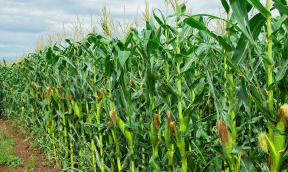 Maize