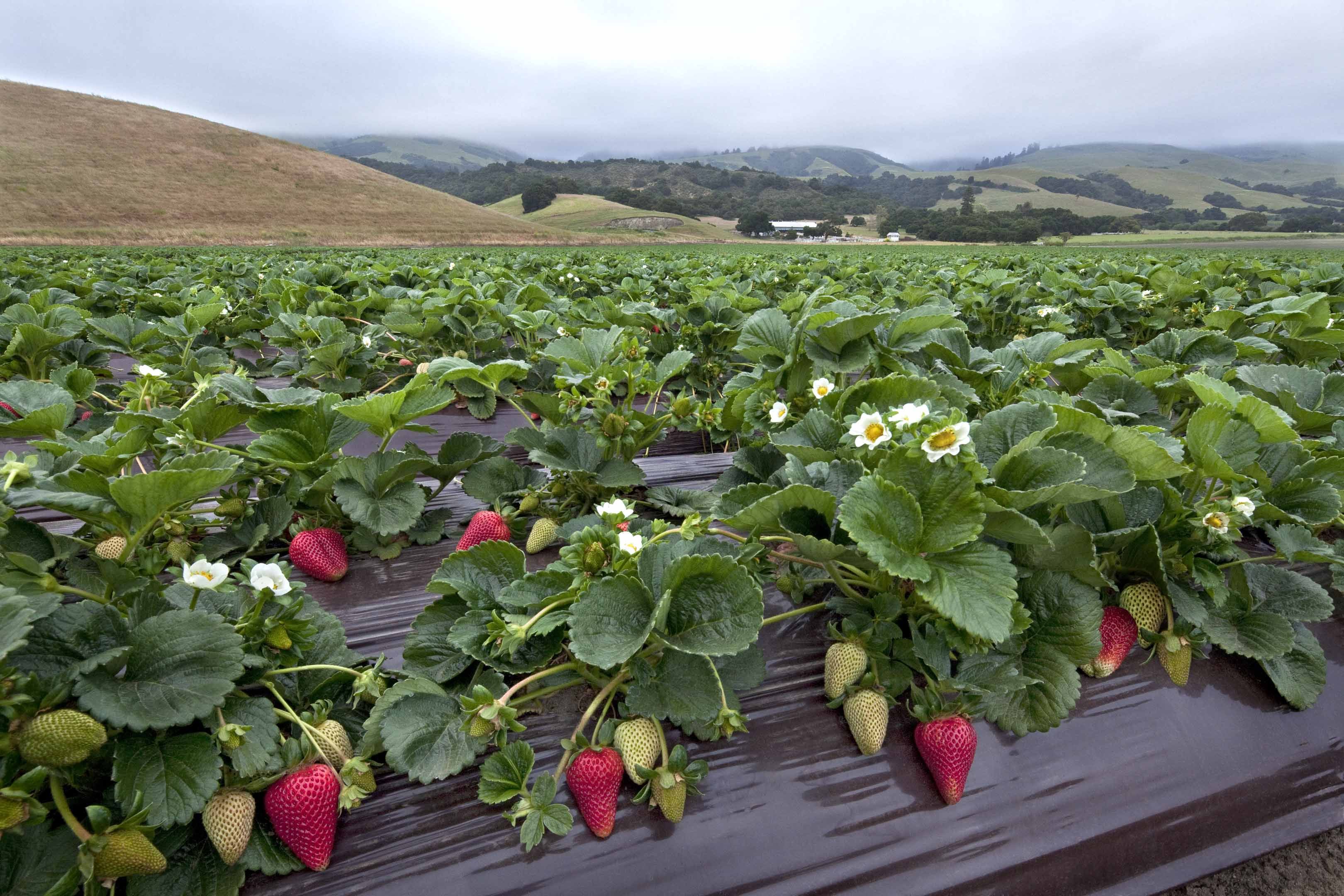Strawberry