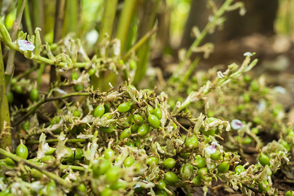 Cardamom