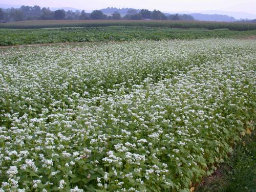 Buckwheat