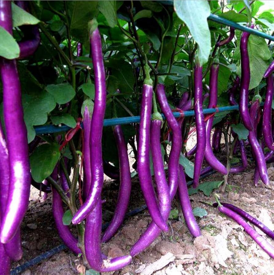 Brinjal