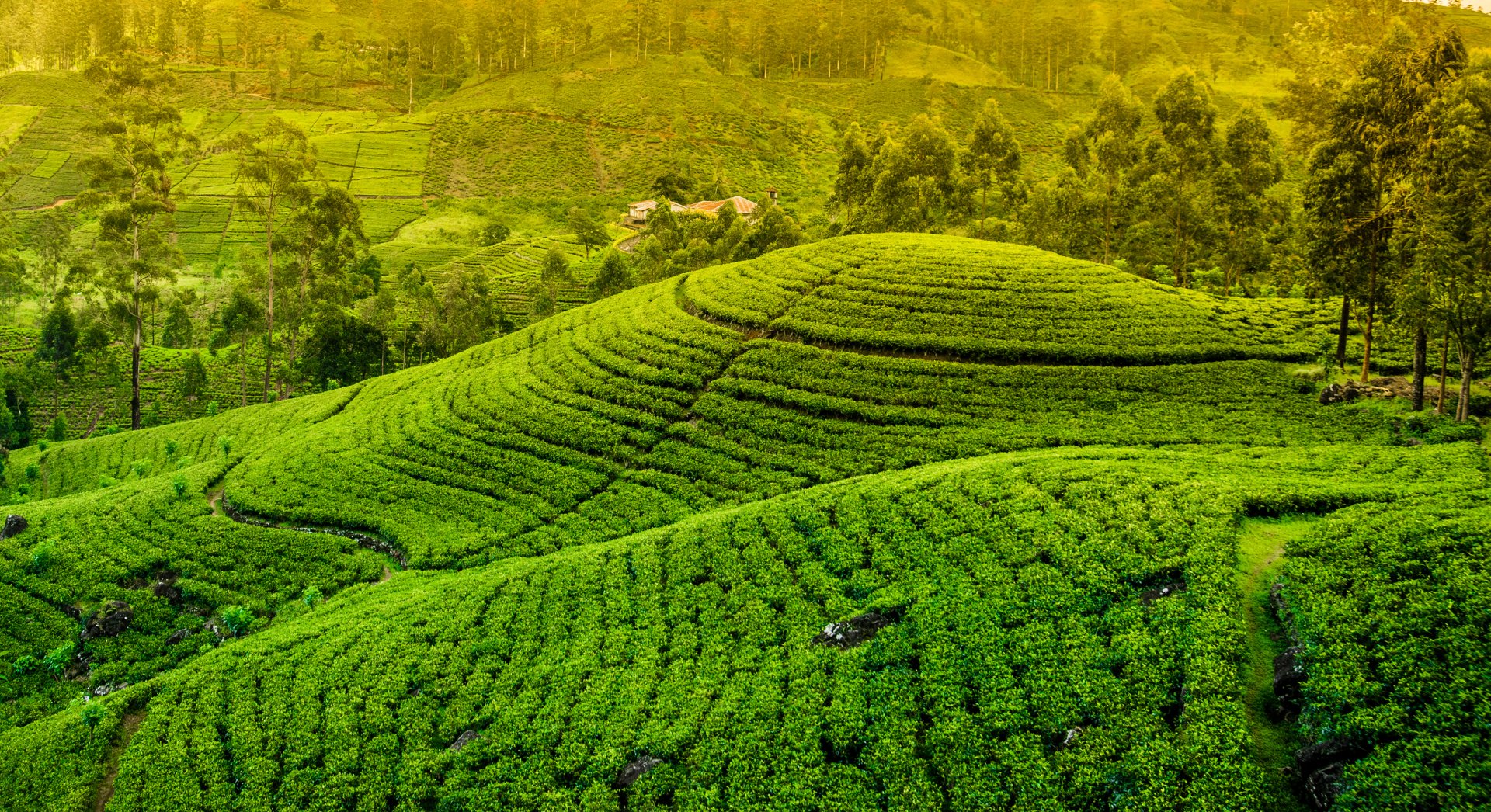 Tea