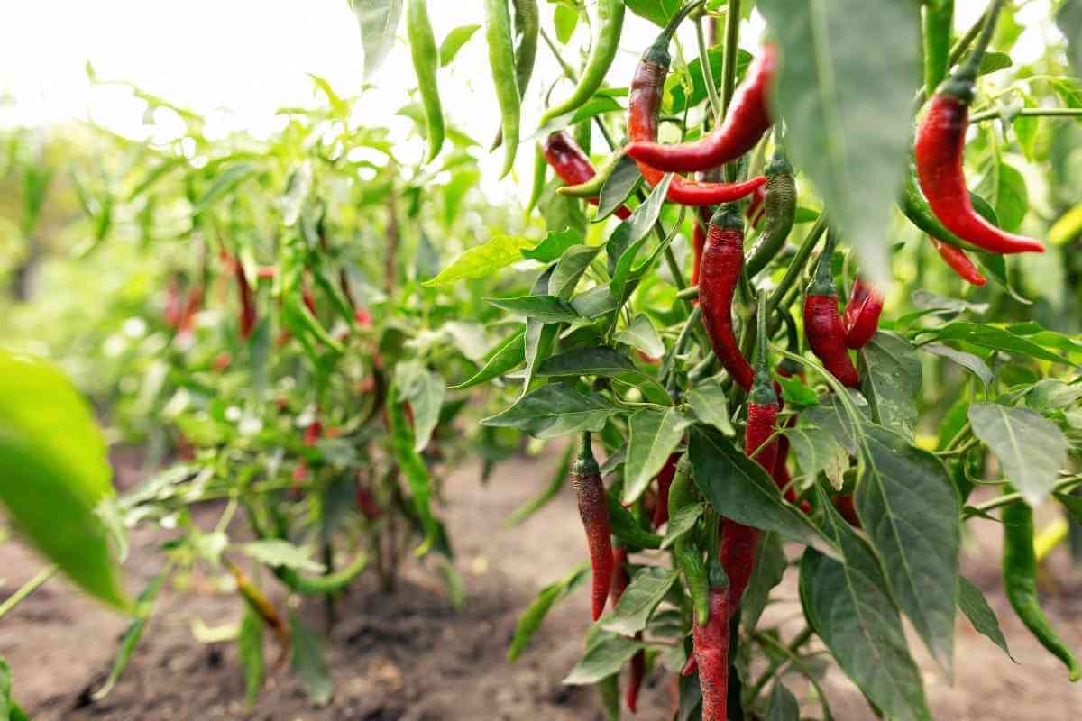 Chili