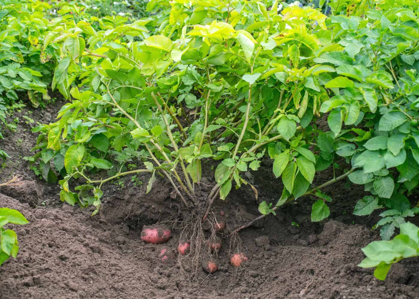 Potato