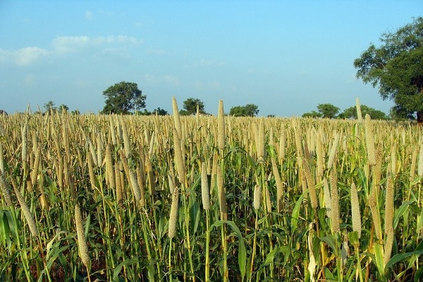Bajra