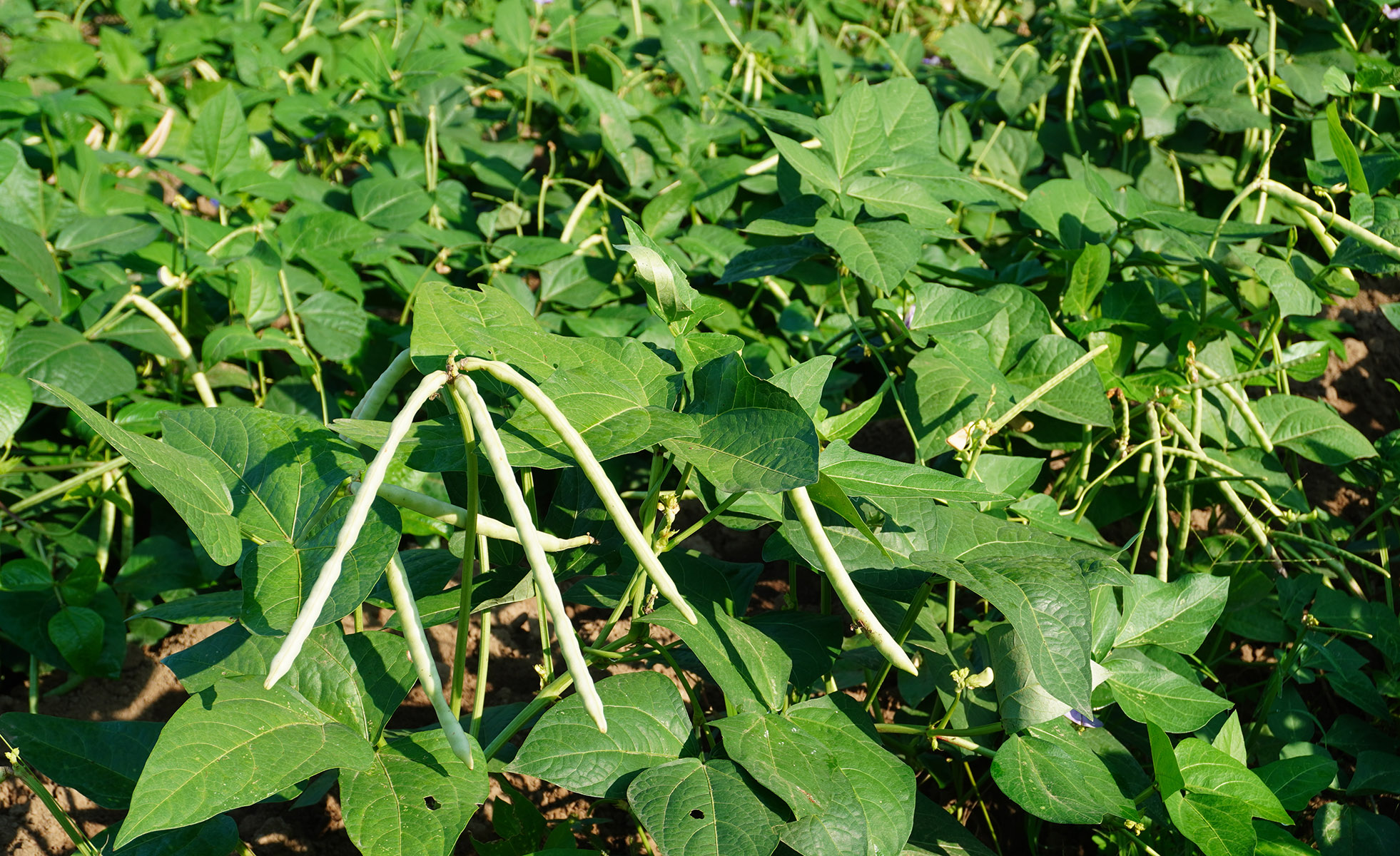 Cowpea
