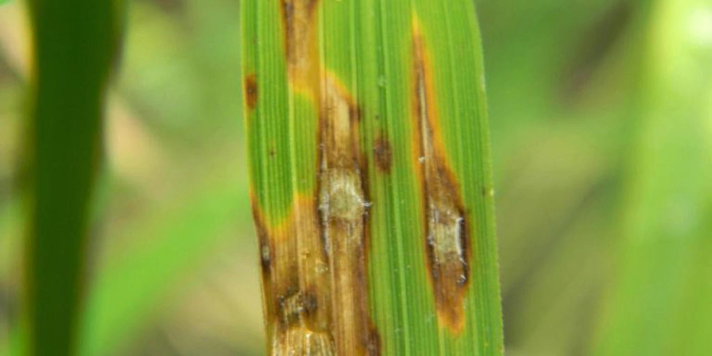 Rice Blast Disease on Rice