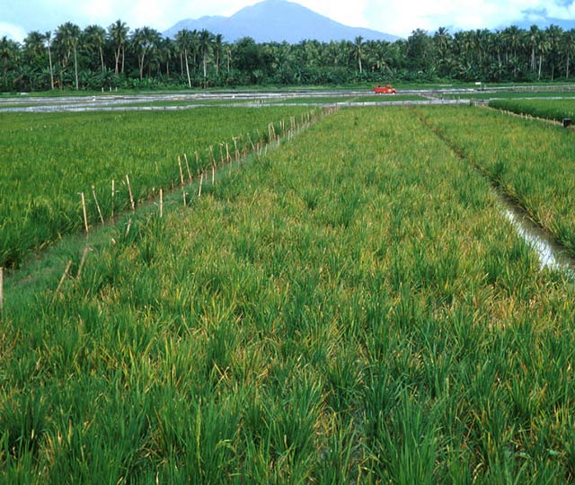 Rice Tungro Virus on Rice