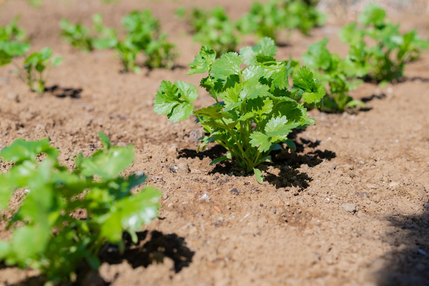 Coriander
