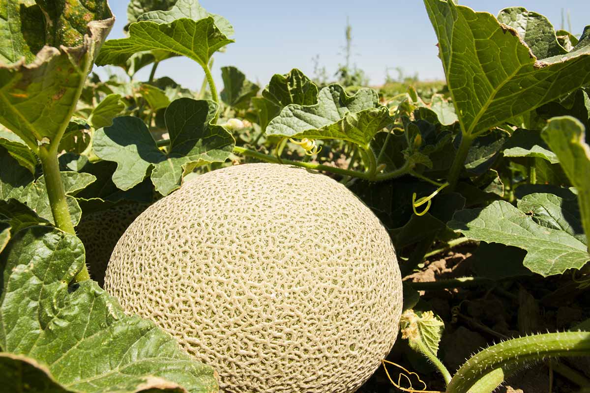 Muskmelon