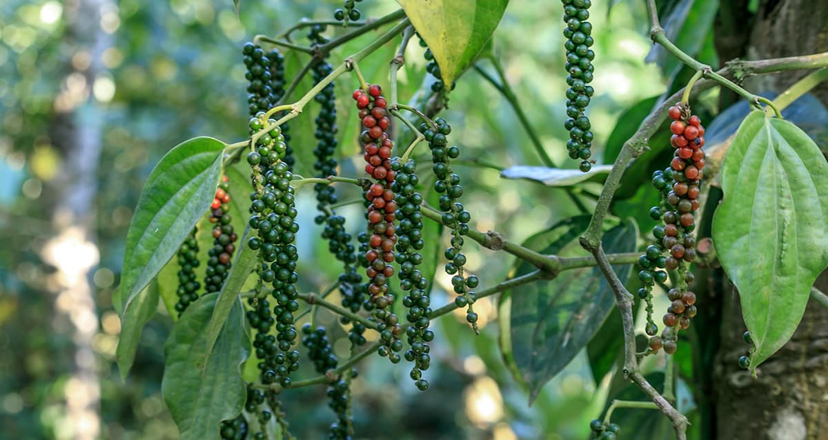 Black Pepper