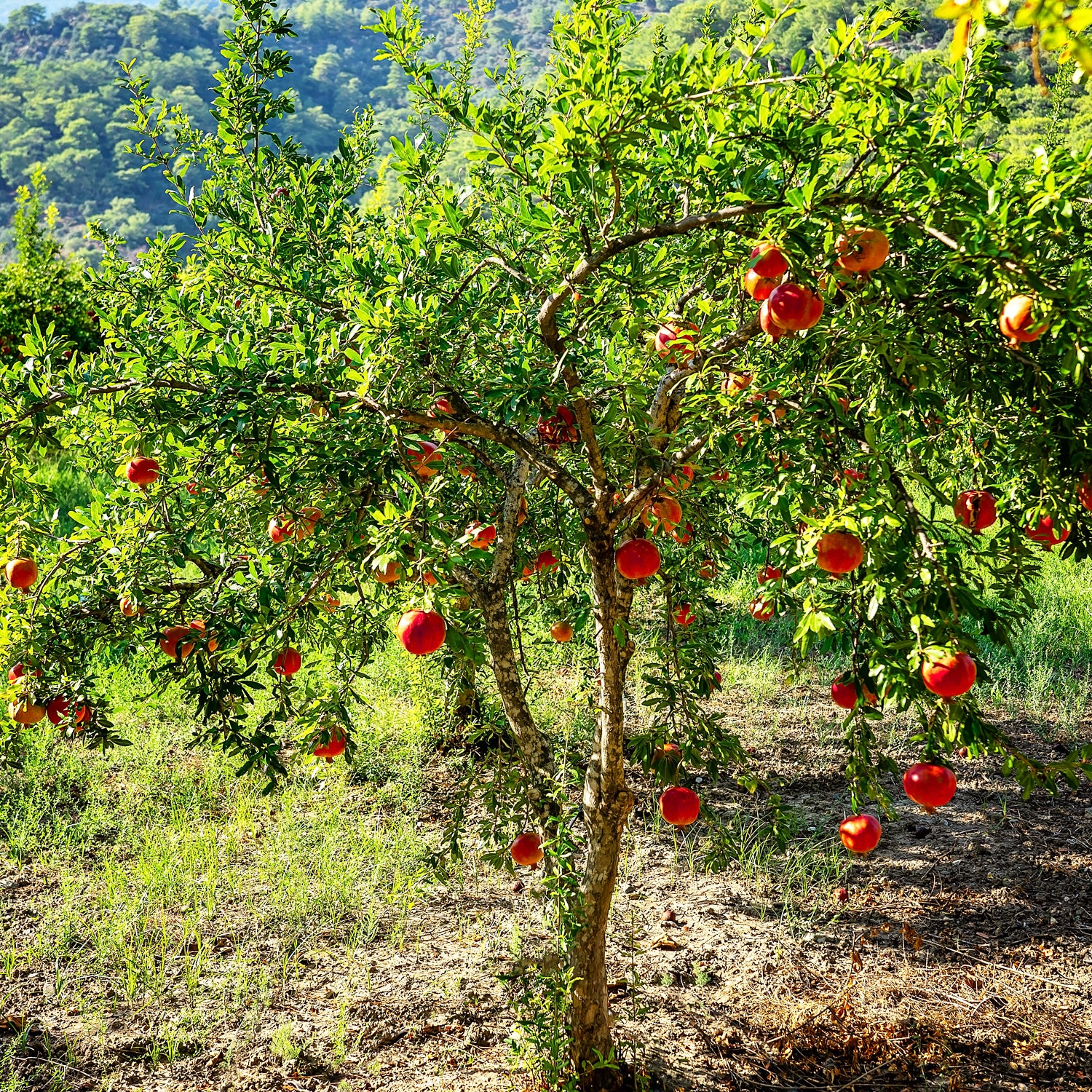 Pomegranate