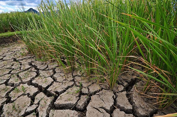 Drought Stress on Rice